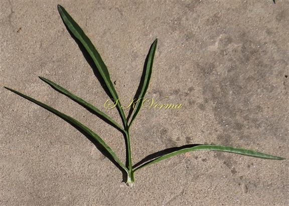  Leaf